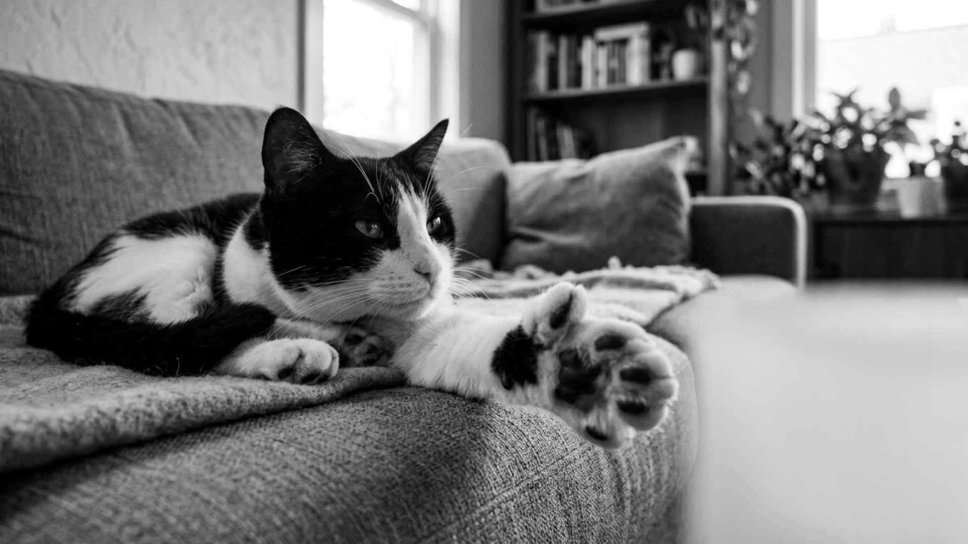gato polidáctil mostrando su patita